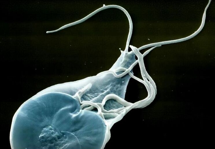 人类肠道兰伯利亚